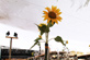 SUMMERTIMEBLUES 2014 - Vorarbeiten